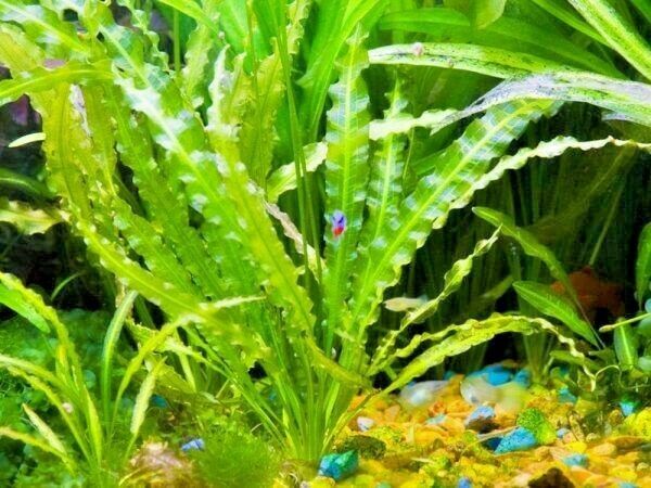 Apongeton crispas