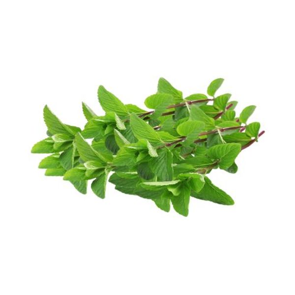 Pudina Pata / Mint Leaves 100gm (±10gm)পুদিনা পাতা