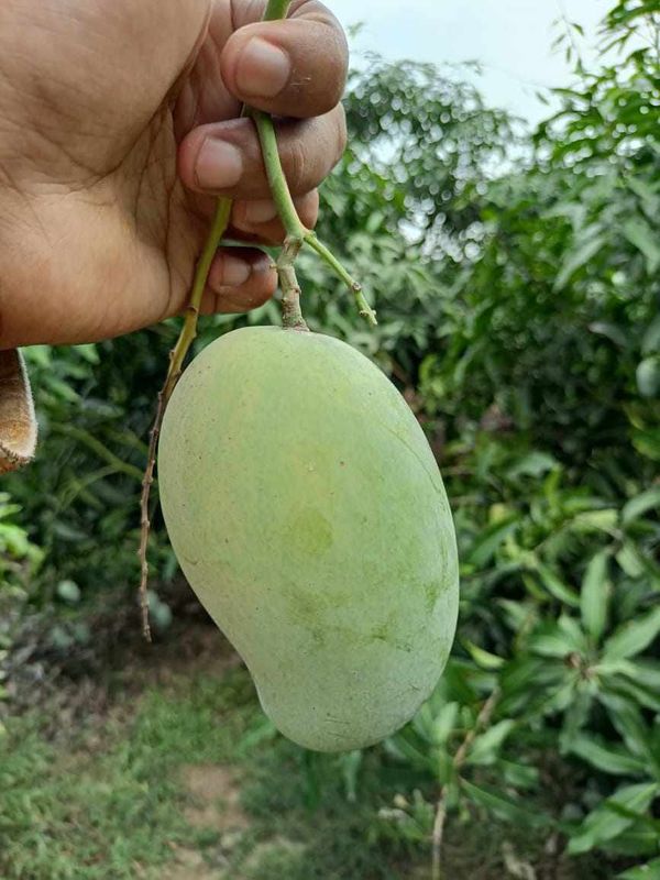 আম্রপালি ২০ কেজি পয়েন্ট ডেলিভারি - Image 1