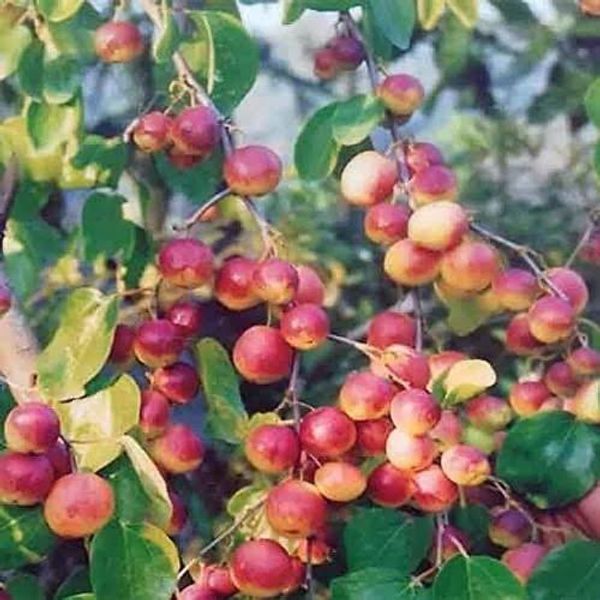 কাশ্মীরি কুল