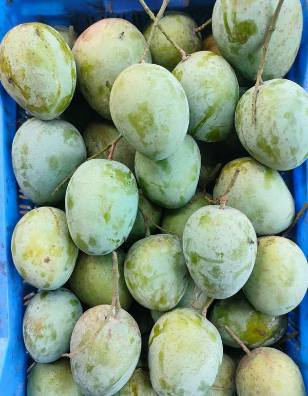 আম (গৌড়মতি-1kg) ফরমালিন/কার্বাইড মুক্ত