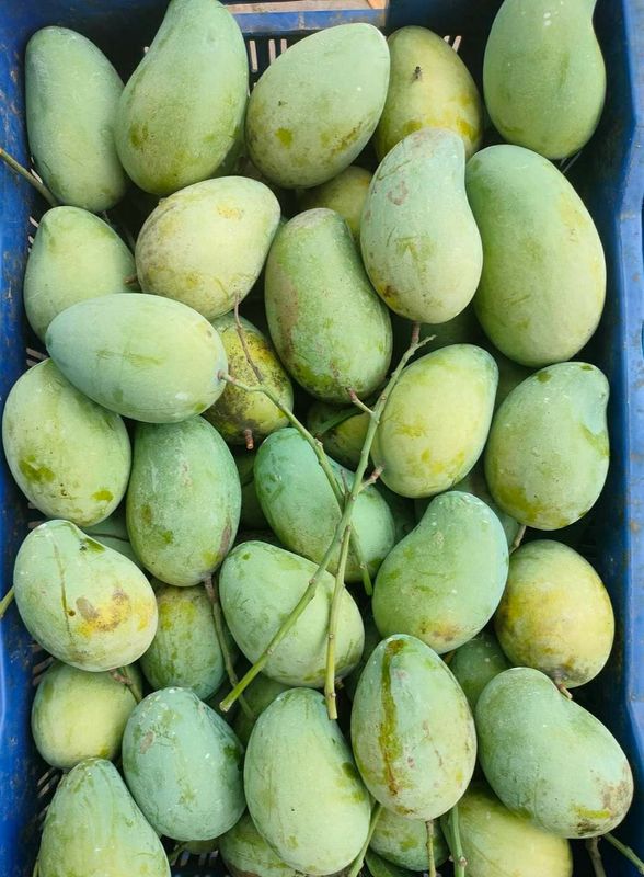 আম্রপালি🥭আম ফরমালিন/কার্বাইড মুক্ত