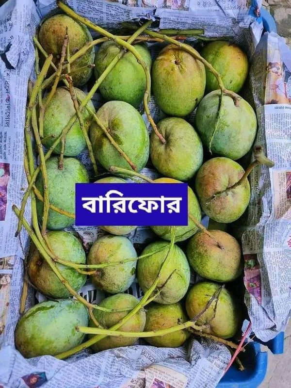 আম (বারি-৪) কার্বাইড/ফরমালিন মুক্ত