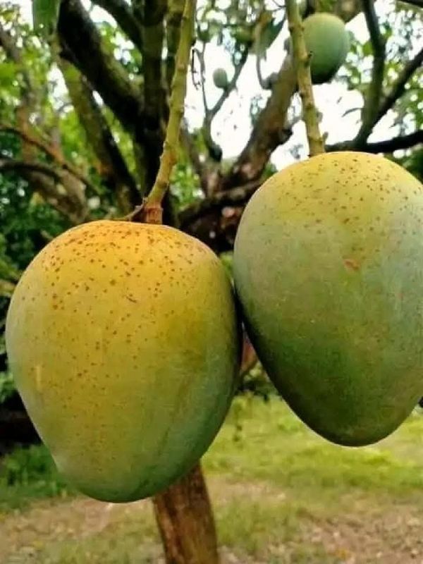 হিম সাগর (১০ কেজি)