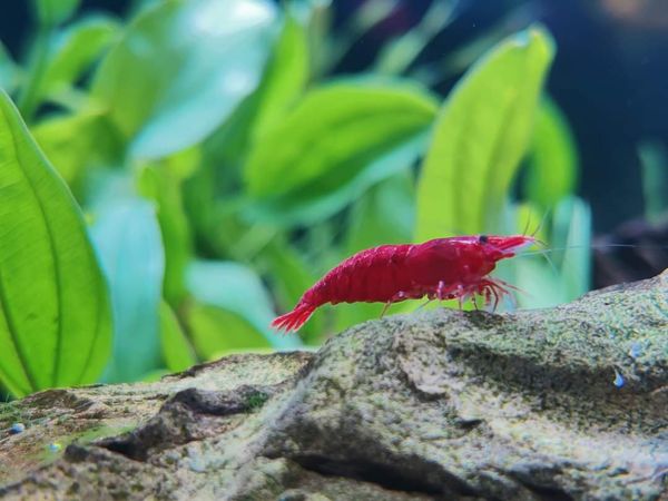 Red shrimp ( 5 pair)