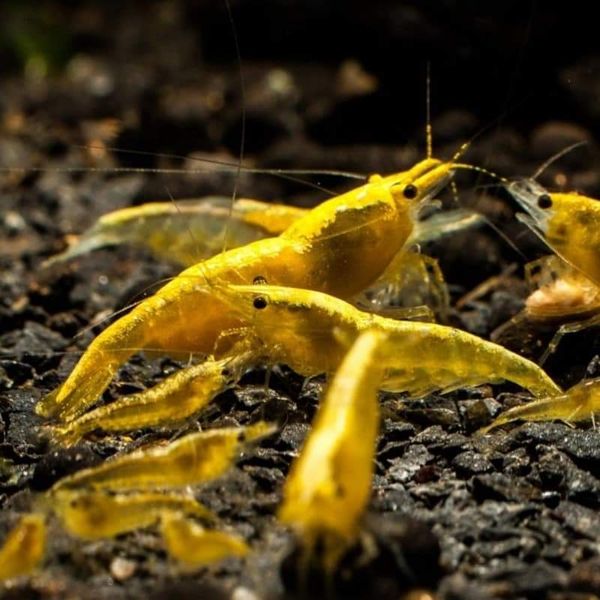 Golden line shrimp ( 5 pair)