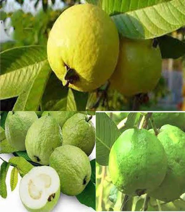 বারোমাসি থাই-৭ পেয়ারা
