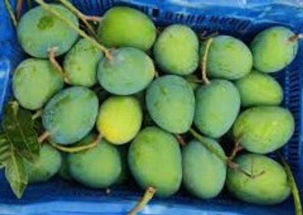গোবিন্দভোগ আম ।। Gobindobhog