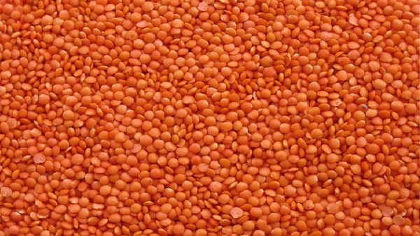 মসুর ডাল