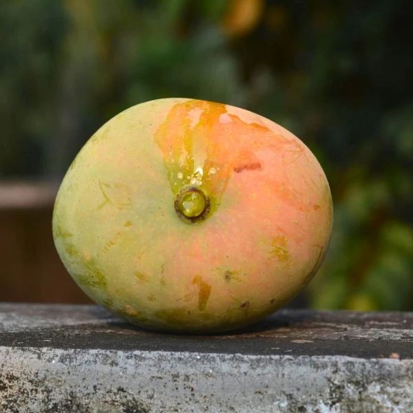 গোবিন্দভোগ আম