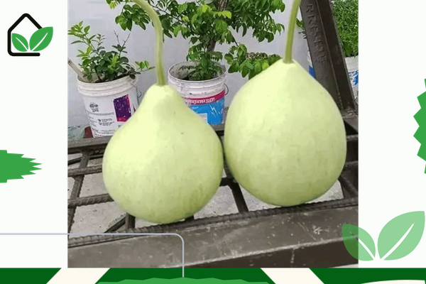 উচ্চ ফলনশীল গোল লাউ বীজ - Round gourd seeds