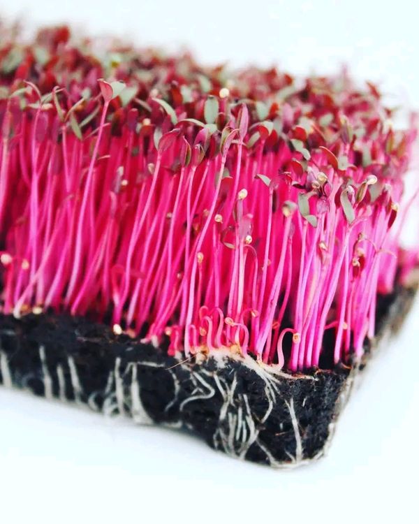 Red Amaranth Microgreens Seeds
