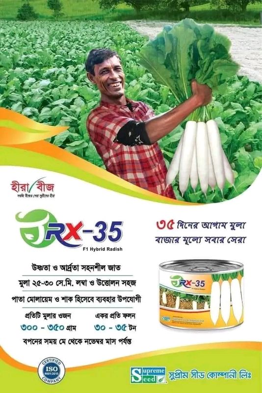 বারোমাসি হাইব্রিড মুলা টিআরএক্স ৩৫ । Four-year hybrid radish TRX 35