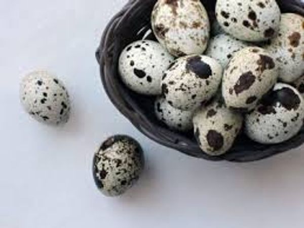 কোয়েলের ডিম ( ডজন )