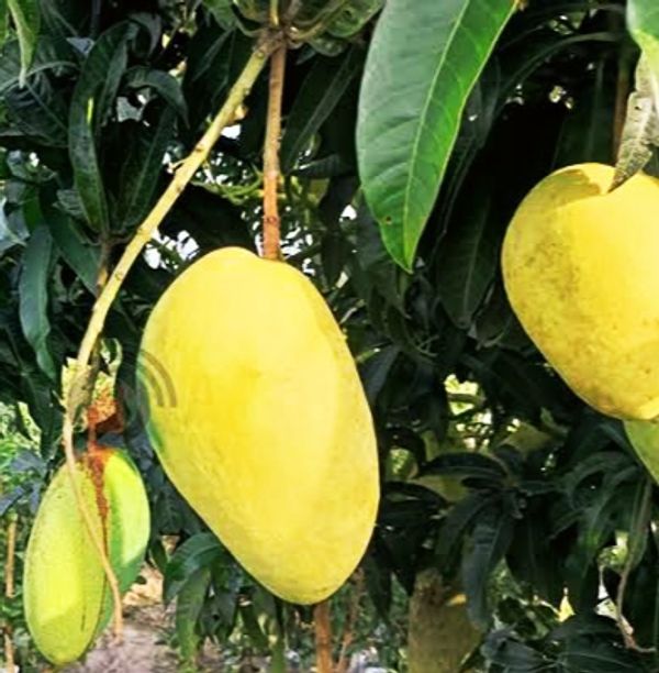 আশ্বিনা🥭আম ফরমালিন/কার্বাইড মুক্ত