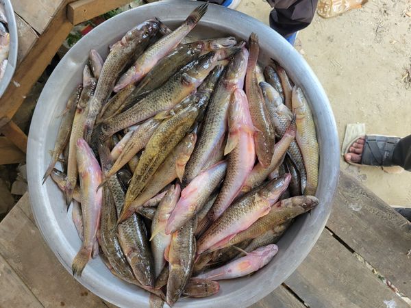নদীর বেলে(বিগ সাইজ)