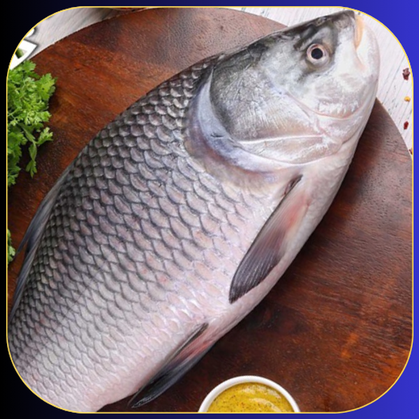 কাতলা (Katla)