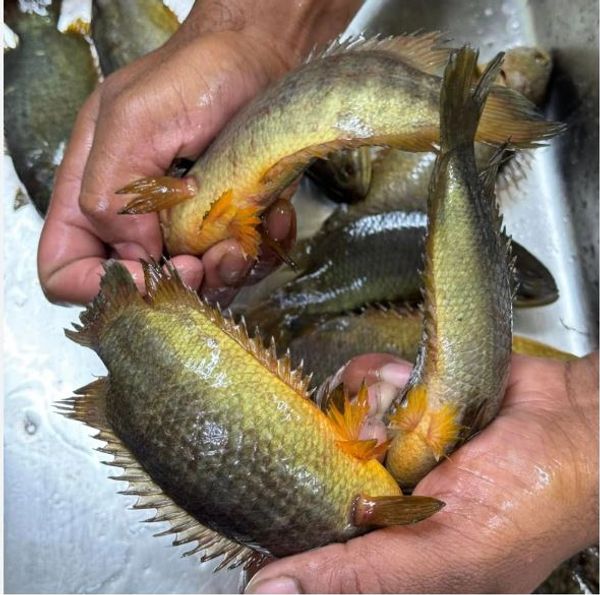 কৈ মাছ (Koi)