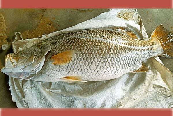 কোরাল (Coral)