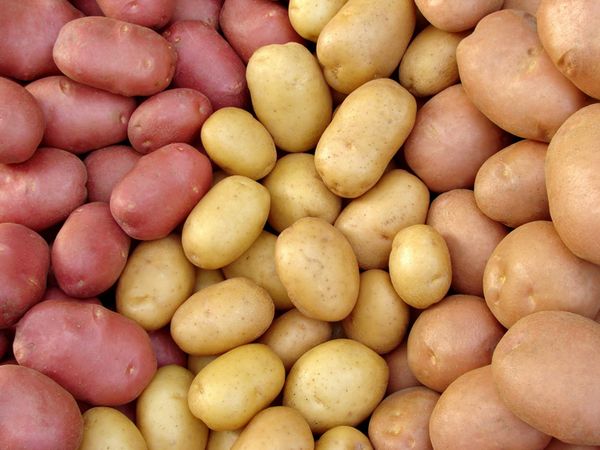 আলু