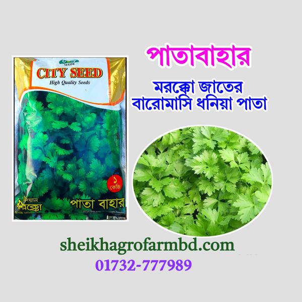 পাতা বাহার (বারোমাসি ধনিয়া পাতা)