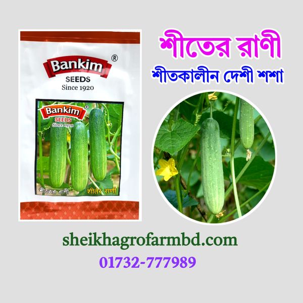 শীতের রাণী (শীতকালীন দেশি শশা)