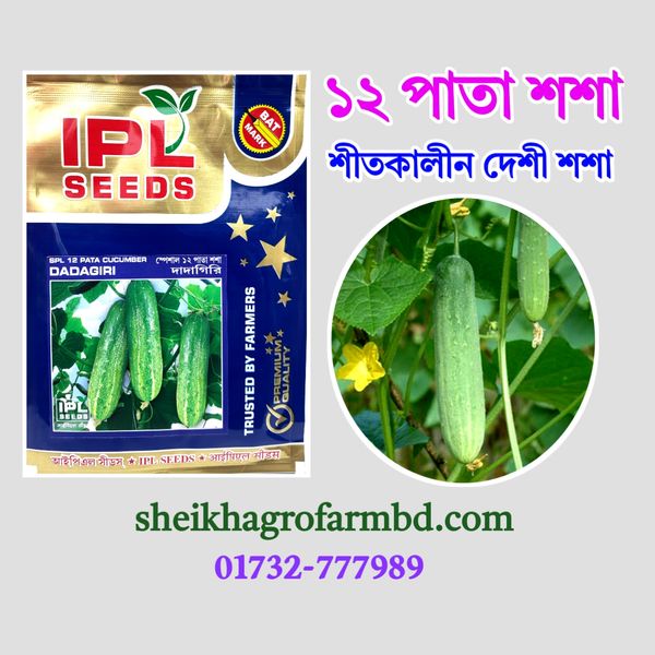 ১২ পাতা শশা (শীতকালীন দেশি শশা)