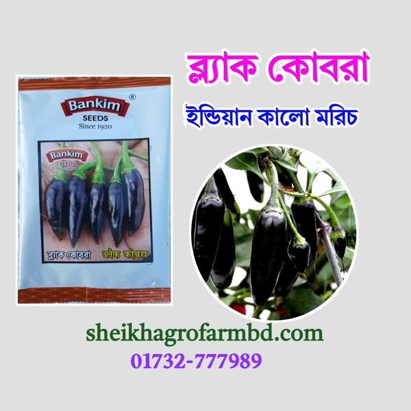 ব্ল্যাক কোবরা( বারোমাসি কালো মরিচ)