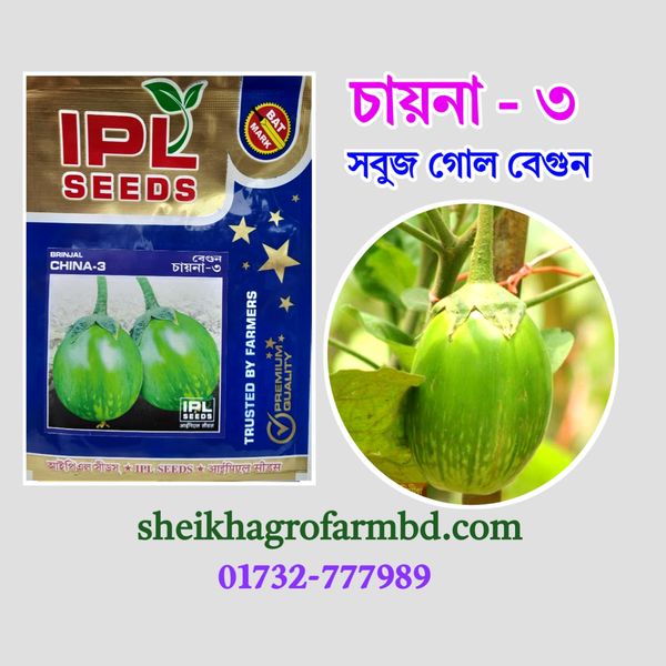 চায়না-৩ (সবুজ গোল বেগুন)