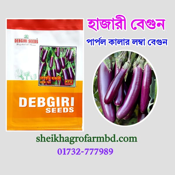 হাজারী বেগুন