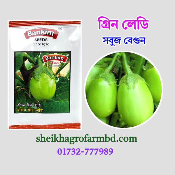 গ্রিন লেডি (সবুজ বেগুন)