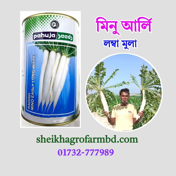 মিনু আর্লি (উচ্চফলনশীল দেশি মুলা)