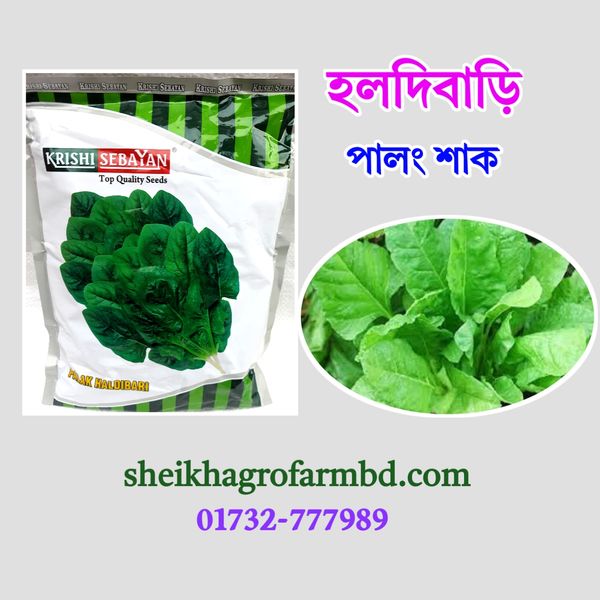 উচ্চ ফলনশীল পালং শাক