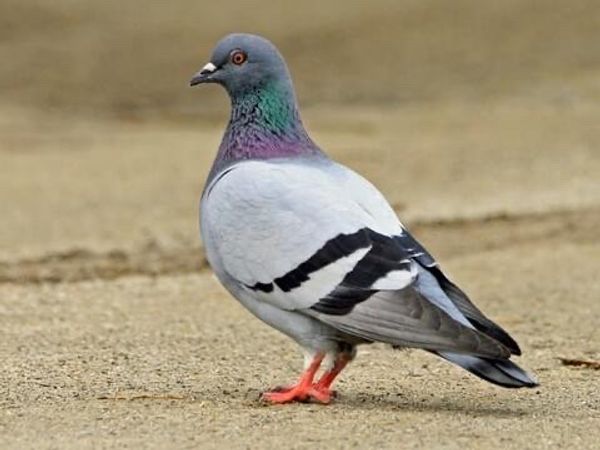 Pigeon (Kobutor) Meat