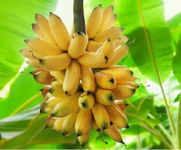 কলা