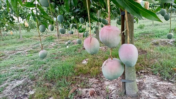 বারি-৪ আম ১২ কেজি পয়েন্ট ডেলিভারি - Image 1