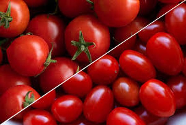 চেরি টমেটো বীজ / Cherry tomato seeds