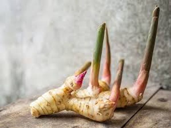 Thai Ada (Thai Ginger)