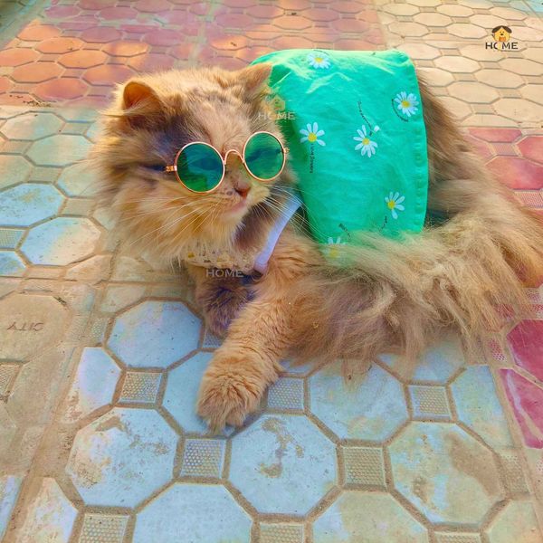 3 kg cat frock