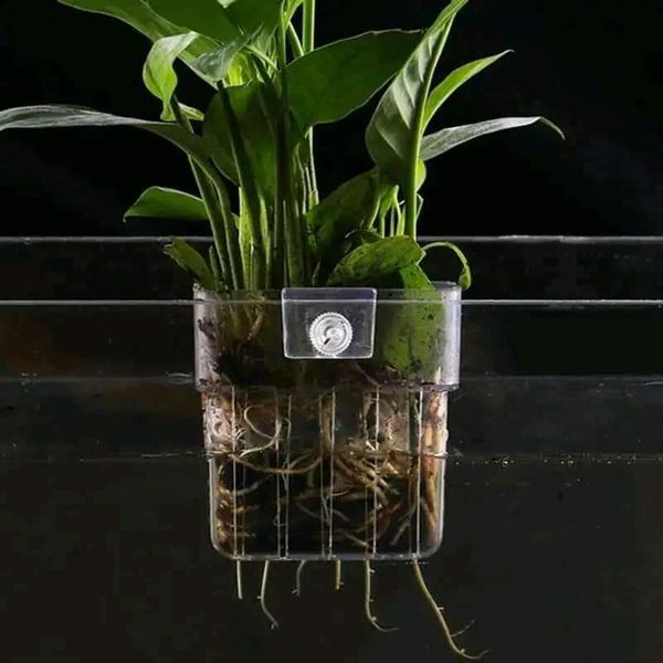 acrylic plant holder ( 4pis combo)