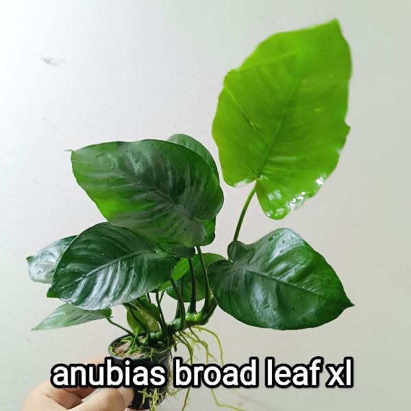 anubias broad leaf