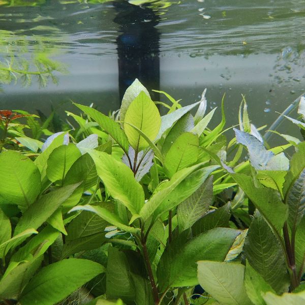 Hygrophila corymbosa 'Compact'