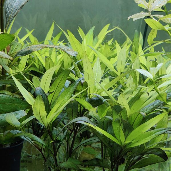 Hygrophila corymbosa 'Stricta'