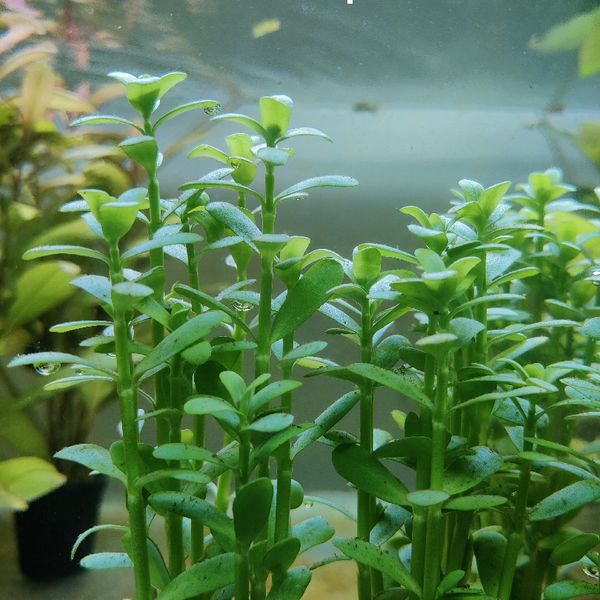 Bacopa Monnieri