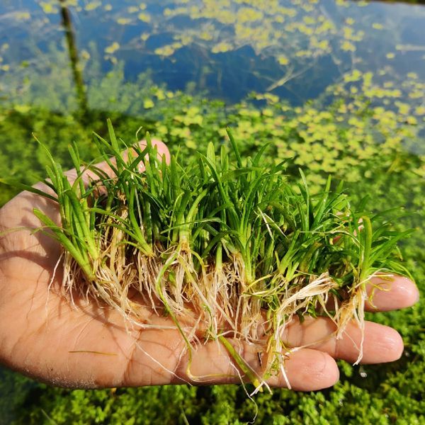 Sagittaria subulata ( carpeting grass)
