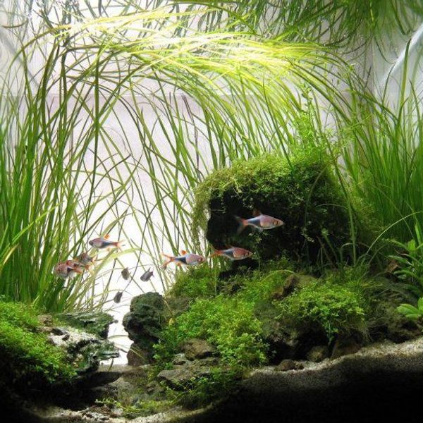 narrow leaf jungle val