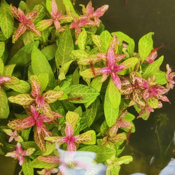Hydrophila polysperma "Sunset''