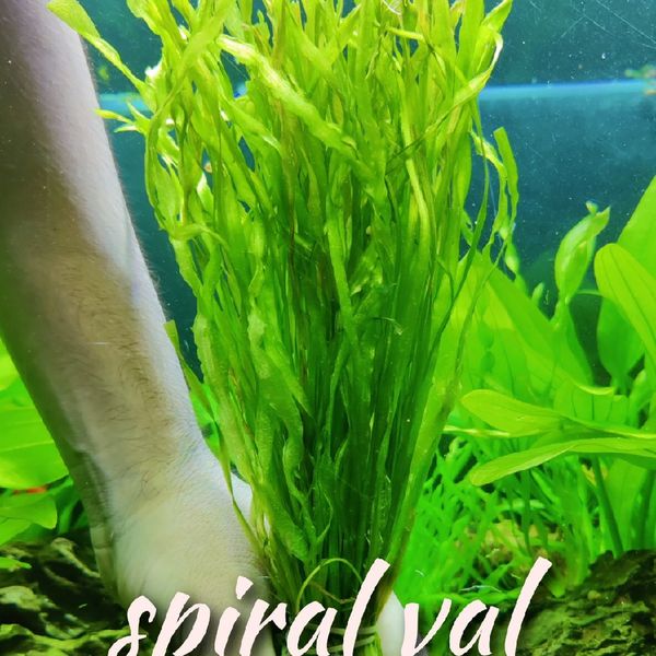 Vallisneria spiralis ( spiral val)