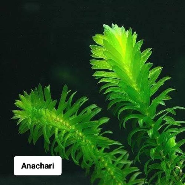 Anacharis (Elodea Densa)
