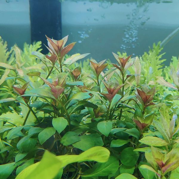 Ludwigia repens